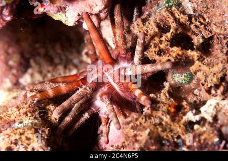 Zehn-gesäumte Seeigel, Eucidaris metularia, Nachttauchplatz, Tauchplatz für Schnitte und Grotten, Tutuntute, in der Nähe des Dorfes Uhak, Wetar Island, in der Nähe von Alor, Indonesien Stockfoto