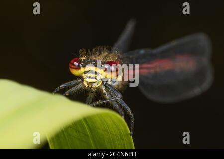 Große rote Damselfliege, Nymphula Pyrrhosoma, Cambridgeshire, England Stockfoto