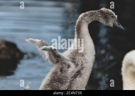 Ein graues stummes Schwanenbaby breitet seine kleinen Flügel aus, Boston, MA Stockfoto