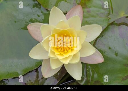 Weiße Wasserlilie (Nymphaea alba), Cambridgeshire, Großbritannien Stockfoto