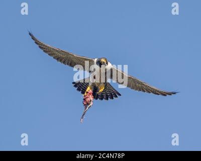 Weiblicher Peregrinfalke (Falco peregrinus) im Flug mit Beute, Cambridgeshire, England Stockfoto