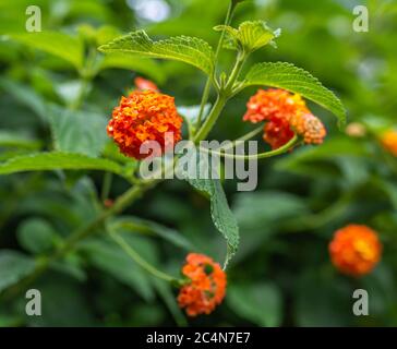 Lantana Camara Blumen Selektive Fokus. Stockfoto