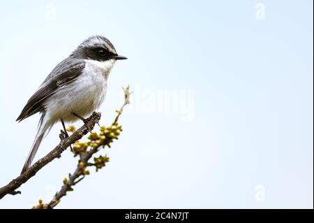 Nahaufnahme eines weiblichen grauen buschchats (Saxicola ferreus) in Uttarakhand, Indien Stockfoto