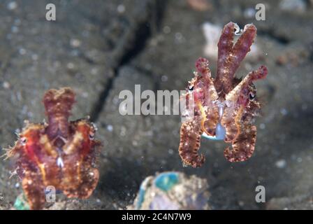 Paar Crinoide Cuttlefish, Sepia sp, in defensiver Position, Rhino City Tauchplatz, Ambon, Molukken, Banda Sea, Indonesien Stockfoto