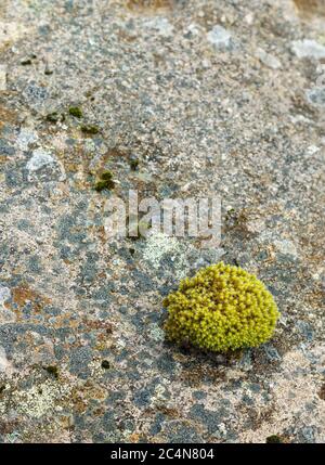 Kleine grüne Mooskugel wächst auf der Grundsteinoberfläche Stockfoto