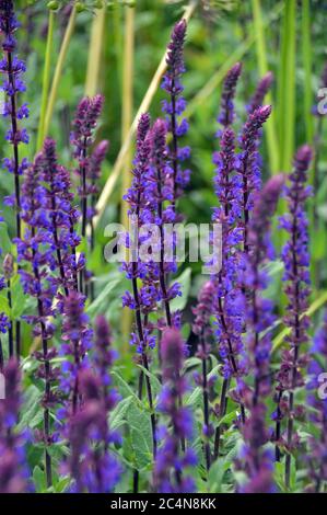 Spiky Purple Salvia nemorosa 'Caradonna' (Balkan Clary) Blumen in den Grenzen der RHS Garden Harlow Carr, Harrogate, Yorkshire, England gewachsen. GROSSBRITANNIEN. Stockfoto