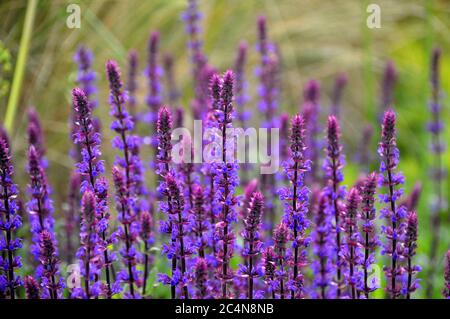 Spiky Purple Salvia nemorosa 'Caradonna' (Balkan Clary) Blumen in den Grenzen der RHS Garden Harlow Carr, Harrogate, Yorkshire, England gewachsen. GROSSBRITANNIEN. Stockfoto