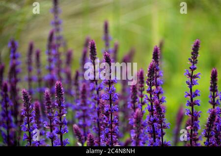 Spiky Purple Salvia nemorosa 'Caradonna' (Balkan Clary) Blumen in den Grenzen der RHS Garden Harlow Carr, Harrogate, Yorkshire, England gewachsen. GROSSBRITANNIEN. Stockfoto