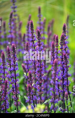 Spiky Purple Salvia nemorosa 'Caradonna' (Balkan Clary) Blumen in den Grenzen der RHS Garden Harlow Carr, Harrogate, Yorkshire, England gewachsen. GROSSBRITANNIEN. Stockfoto