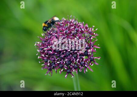 Biene auf einer einzigen Purple Allium Atropurpureum (Zierzwiebel) Blume in den Grenzen bei RHS Garden Harlow Carr, Harrogate, Yorkshire, England angebaut. Stockfoto