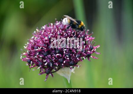 Biene auf einer einzigen Purple Allium Atropurpureum (Zierzwiebel) Blume in den Grenzen bei RHS Garden Harlow Carr, Harrogate, Yorkshire, England angebaut. Stockfoto