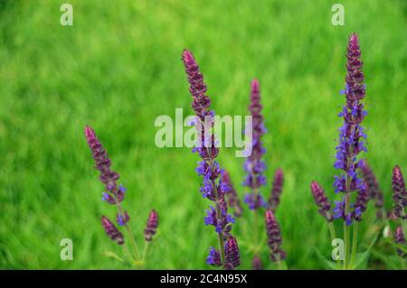 Spiky Purple Salvia nemorosa 'Caradonna' (Balkan Clary) Blumen in den Grenzen der RHS Garden Harlow Carr, Harrogate, Yorkshire, England gewachsen. GROSSBRITANNIEN. Stockfoto