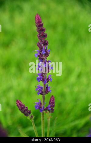 Spiky Purple Salvia nemorosa 'Caradonna' (Balkan Clary) Blumen in den Grenzen der RHS Garden Harlow Carr, Harrogate, Yorkshire, England gewachsen. GROSSBRITANNIEN. Stockfoto