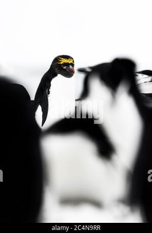 Eine einzelne makkaroni Pinguin in einem zügelpinguin Kolonie, Antarktis. Stockfoto