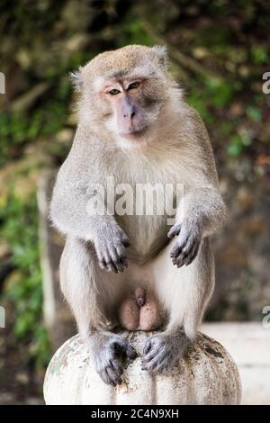 Porträt eines Affen-Langschwanzmakaken in den Batu-Höhlen, Selangor, Malaysia. Macaca fascicularis Stockfoto