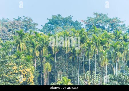 Landschaft von Palmen und Bäumen im indischen Dschungel in den nebligen Morgen Stockfoto