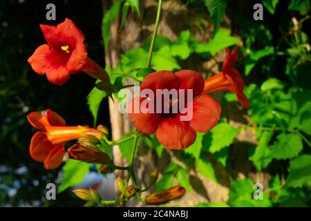 Nahaufnahme der roten Kletterblume campsis auch bekannt als Trompete Kriechgang und Trompete Weinblume. Horizontales Rohbild. Stockfoto