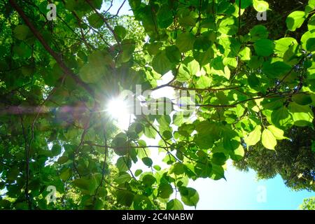 Die Sonne scheint durch die frühlingsgrünen Blätter eines Baumes in einem japanischen Garten, in Tokio. Stockfoto