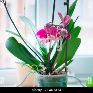 Einzelne Indoor Orchideenpflanze im Topf, der auf Fensterbank steht. Stockfoto