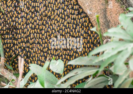 Nahansicht des Bienenstocks von riesigen asiatischen Honigbienen, die auf dem Baum nisten. APIs dorsata. Stockfoto