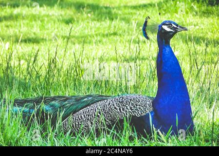 Single männlichen Pfau sitzt auf Gras. Sonniger Tag. Lebendig. Stockfoto