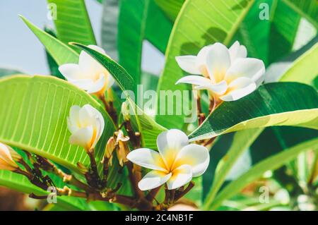 Blumen und Blätter von weißen Frangipani. Plumeria rubra. Nahaufnahme. Stockfoto