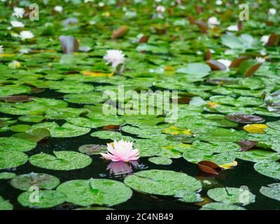 Seerosen auf einem Teich in Japan. Stockfoto