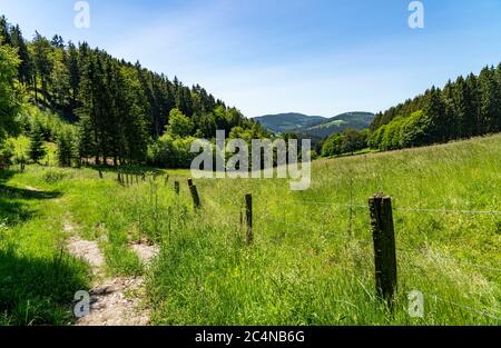 Wald, Landschaft auf dem Langenberg, bei Niedersfeld, im Hochsauerlandkreis, höchster Berg in NRW, 843 Meter über dem Meeresspiegel, Deutschland Stockfoto