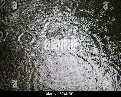 Starker Regen fällt und macht Wellen auf einem Teich in Tokio, Japan. Stockfoto