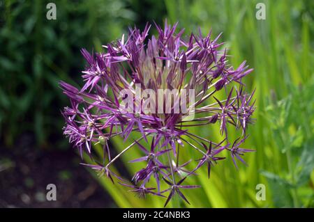 Große, zwiebelige, zwiebelige, violette Allium Cristophii (Persianische Zwiebel/Stern von Persien) Blume im RHS Garden Harlow Carr, Harrogate, Yorkshire, England. GROSSBRITANNIEN. Stockfoto