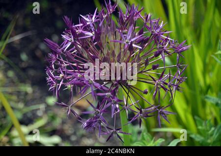 Große, zwiebelige, zwiebelige, violette Allium Cristophii (Persianische Zwiebel/Stern von Persien) Blume im RHS Garden Harlow Carr, Harrogate, Yorkshire, England. GROSSBRITANNIEN. Stockfoto