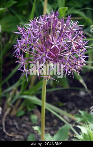 Große, zwiebelige, zwiebelige, violette Allium Cristophii (Persianische Zwiebel/Stern von Persien) Blume im RHS Garden Harlow Carr, Harrogate, Yorkshire, England. GROSSBRITANNIEN. Stockfoto