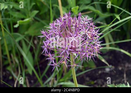 Große, zwiebelige, zwiebelige, violette Allium Cristophii (Persianische Zwiebel/Stern von Persien) Blume im RHS Garden Harlow Carr, Harrogate, Yorkshire, England. GROSSBRITANNIEN. Stockfoto