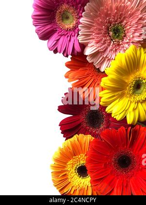 Bunte gelb orange rosa rot gerbera Gänseblümchen Blumen auf weißem Hintergrund Stockfoto