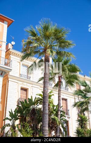 Palme auf der Promenade du Soleil, Menton, Frankreich. Stockfoto