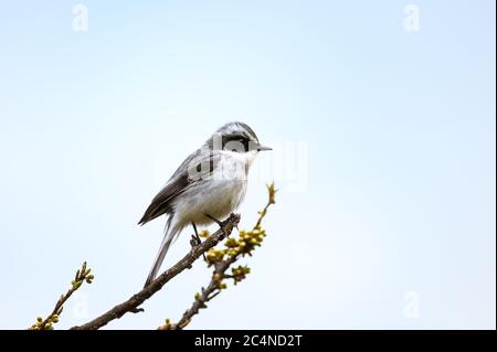 Nahaufnahme eines weiblichen grauen buschchats (Saxicola ferreus) in Uttarakhand, Indien Stockfoto