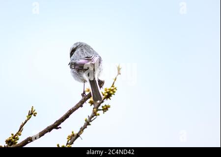 Nahaufnahme eines weiblichen grauen buschchats (Saxicola ferreus) in Uttarakhand, Indien Stockfoto