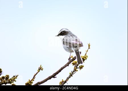 Nahaufnahme eines weiblichen Graubuschchatten (Saxicola ferreus) in Uttarakhand, Indien Stockfoto