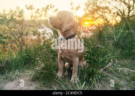 Ein junger amerikanischer Cocker Spaniel sitzt bei Sonnenuntergang auf dem Gras. Stockfoto