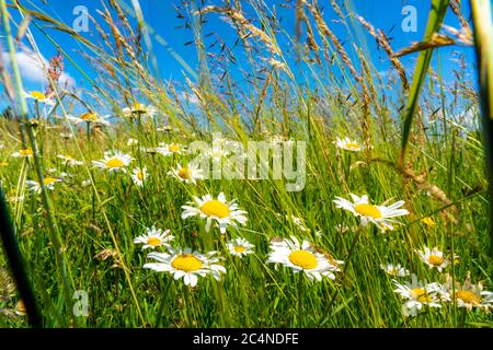 Landschaft, Weide mit hohem Gras, Margeriten, Sommer im Hochsauerlandkreis, NRW. Deutschland Stockfoto