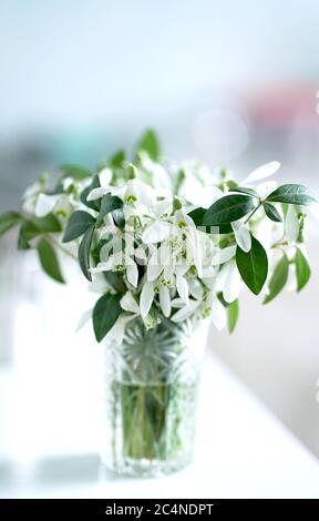 Zartes Bouquet von Schneeglöckchen in einem Kristallglas. Stockfoto