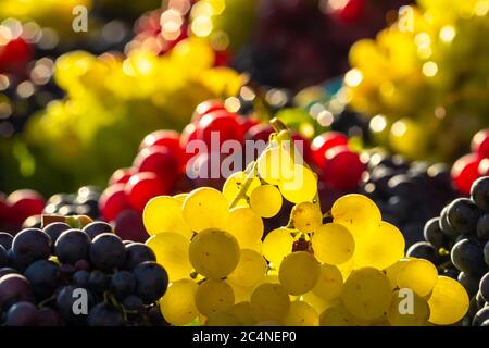 Frische, köstliche Trauben glühen in der Sonne Stockfoto