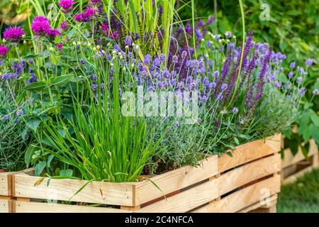 Wiesenblumen wachsen in Holzkiste im städtischen Garten Stockfoto