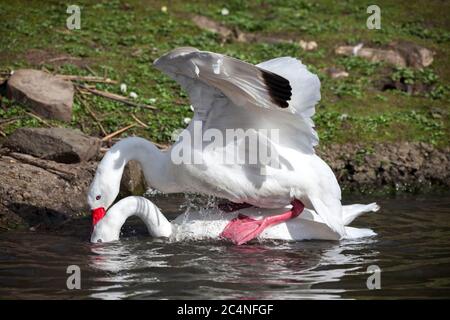 Coscoroba Schwäne paaren sich mit einer kleinen weißen Wasservogelart, die in Südamerika gefunden wird Stockfoto