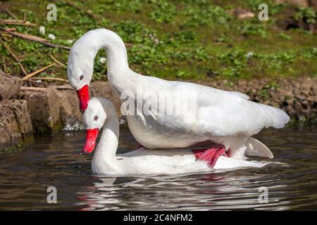 Coscoroba Schwäne paaren sich mit einer kleinen weißen Wasservogelart, die in Südamerika gefunden wird Stockfoto