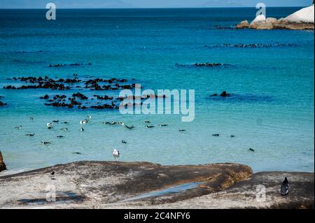 Pinguine, Kapstadt Südafrika Stockfoto