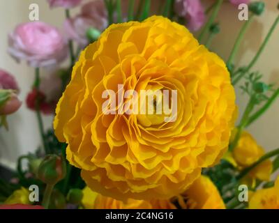 Nahaufnahme leuchtend gelb asiatische Butterblume Frühling Blumen ranunculus asiaticus Stockfoto
