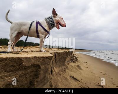 Schöne männliche weiße englische Bullterrier Hund bullterrier Rasse auf Sandhügel stehen und Blick auf das Meer an einem bewölkten Tag Stockfoto