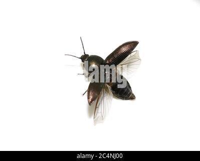 Der Klickkäfer Selatosomus aeneus wird fliegen und zeigt auf weißem Hintergrund isolierte Fliegenflügel Stockfoto