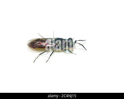 Die bunte Gemeine Chrysis angustula Gartenkuckuckwespe auf weißem Hintergrund Stockfoto